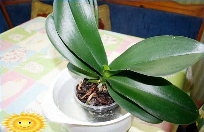 Orhideea - condiții adecvate, îngrijire, transplant, reproducere
