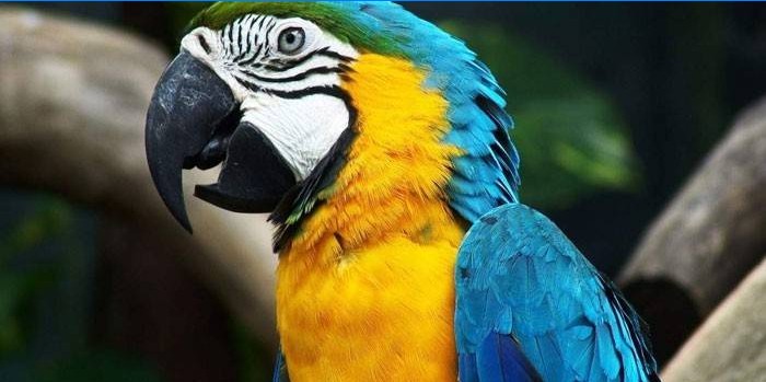 Papagal macaw cu colorare galben-albastru