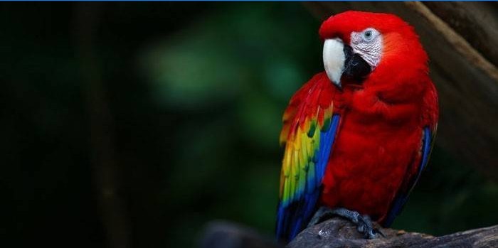 Papagal macaw roșu