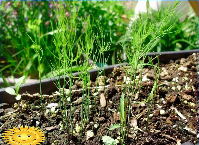 Sparanghel în creștere: caracteristici de plantare, îngrijire și utilizare
