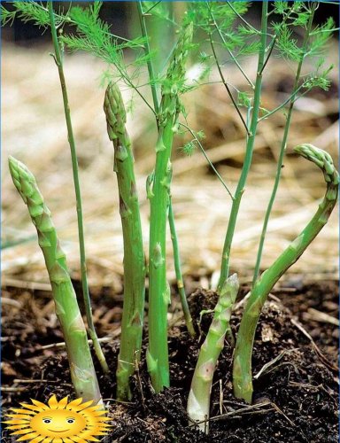 Sparanghel în creștere: caracteristici de plantare, îngrijire și utilizare