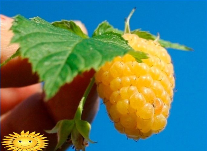 Zmeură galbenă - caracteristici ale soiurilor și cultivării