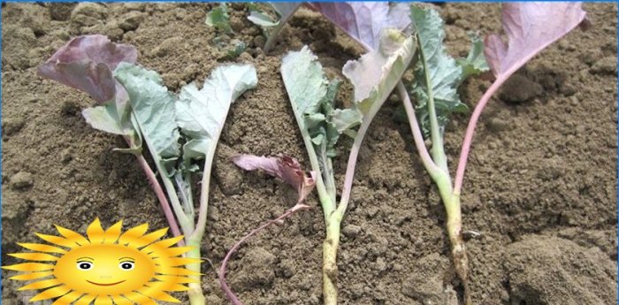 Cum să crești o recoltă abundentă de varză sănătoasă fără substanțe chimice