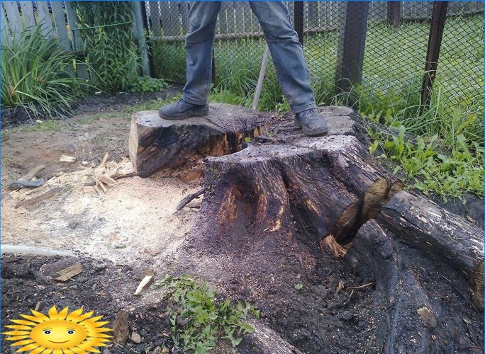 Cum să dezrădăcinăm un ciot de copac într-o zonă