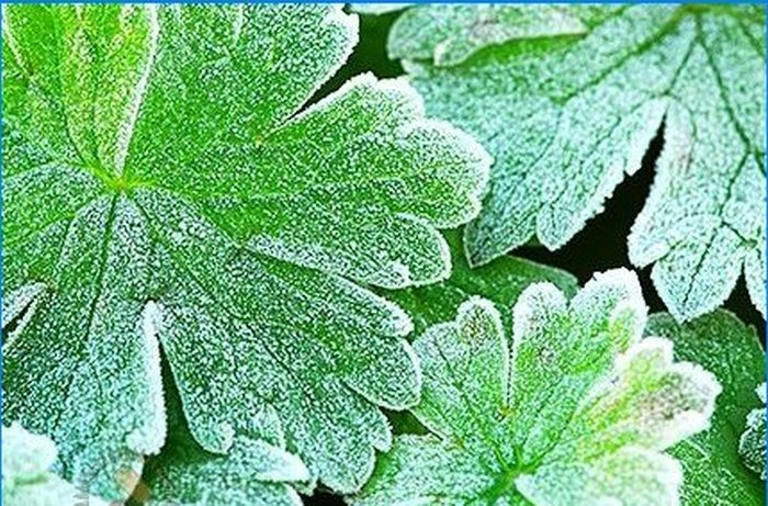 Cum să protejăm plantele de înghețul de primăvară