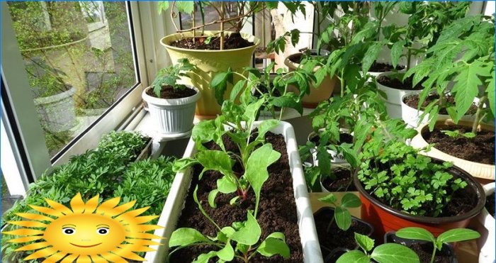 Recoltare tot anul: o grădină de legume pe pervaz