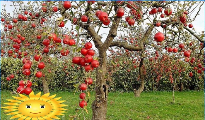 Tăierea de toamnă a mărului, perei și pomilor fructiferi
